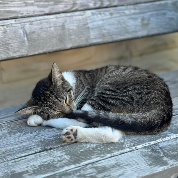 Urba, le chat mascotte de VD2 Architecture, apportant une dose de sérénité et de douceur à l'effervescence créative de l'équipe.